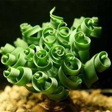 Rare Spring Grass Spiral Succulents