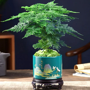 Myriocladus, Asparagus Fern Seed