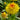 Strawflower Double Bright Yellow King Protea