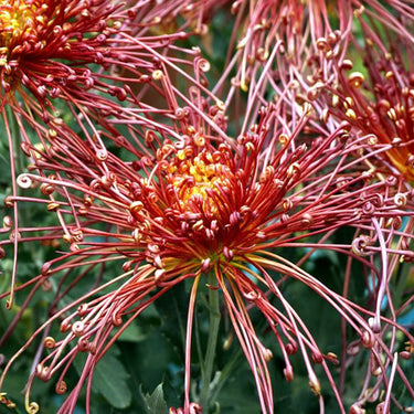 Chrysanthemum Seeds-Drunken Concubine