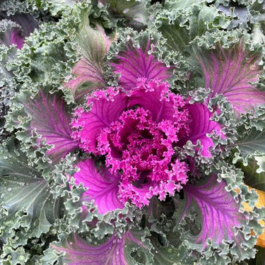 Mix Ornamental Kale Seeds