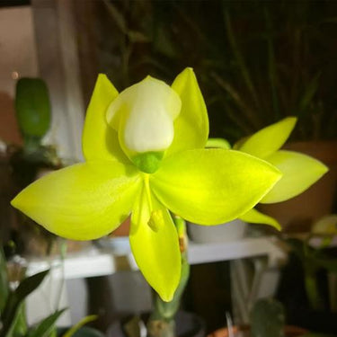 Cycnoches chlorochilon