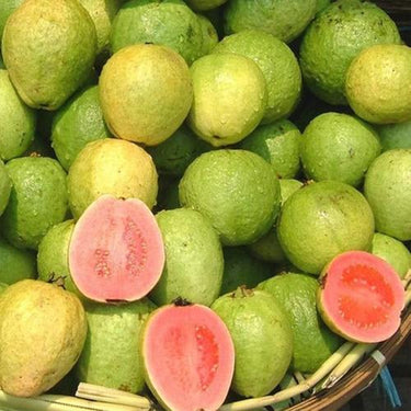 Guava Fruit Tree Seeds for Planting - Exotic and Delicious Tropical Fruit