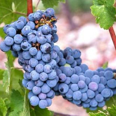 Grape Seeds for Planting – Fresh Sweet and Delicious Natural Vine Seeds