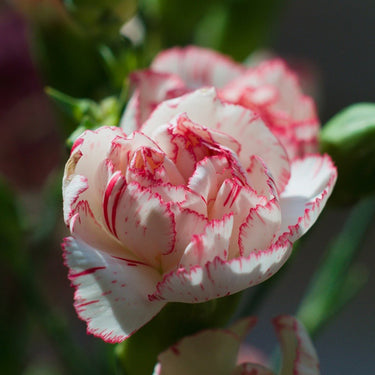 Carnation Seeds-Pomegranate