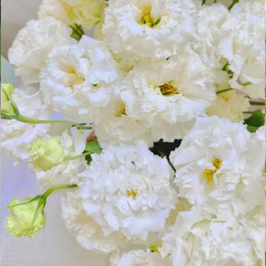 Lisianthus Seeds-Voyage 2 White