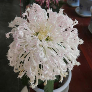 Chrysanthemum Seeds-White Burr