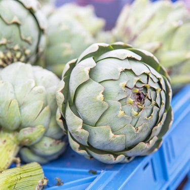 Artichoke Seeds