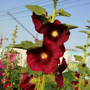 Hollyhock Seeds-Black Swan