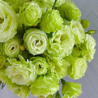 Lisianthus Seeds-Voyage 2 Green