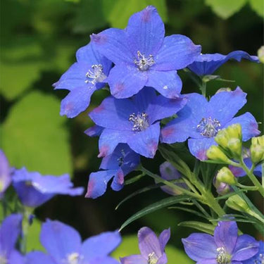 Delphinum Seeds-Blue Bird