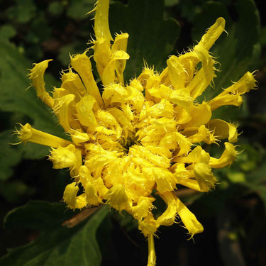 Chrysanthemum Seeds-Burr