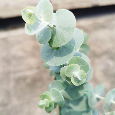 Baby Blue Bouquet Improved Eucalyptus Seeds