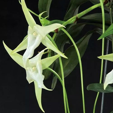 Orchid-Angraecum Sesquipedale