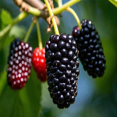 Blackberry, Prime-Ark Freedom