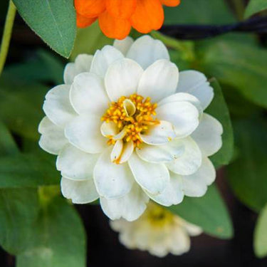 Zinnia Seeds-Crystal White