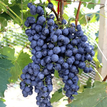 Mars Seedless Grape – Bare Root Perennial Grape Hardy and Long-Lived