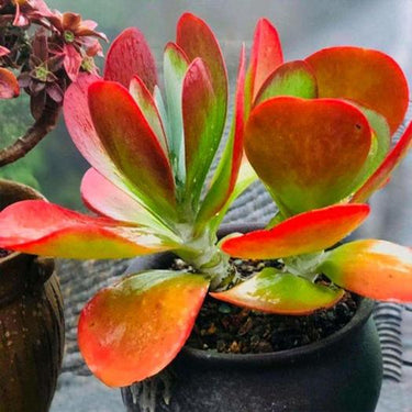 Thyrsiflora, Kalanchoe Seeds