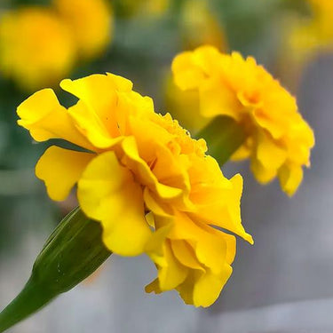 Marigold Seeds-Discovery Yellow