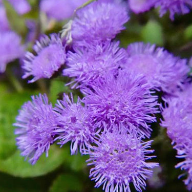 Ageratum Aloha Blue F1