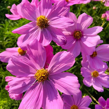 Cosmos Seeds - Pinkie