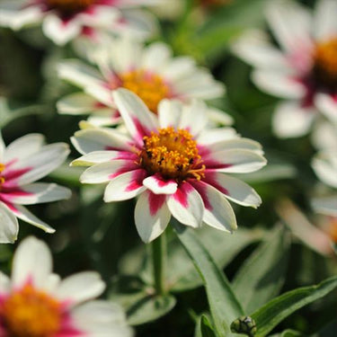 Zinnia Seeds-Zahara Starlight Rose