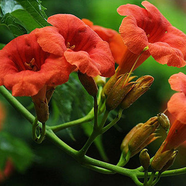 Campsis radicans Seeds