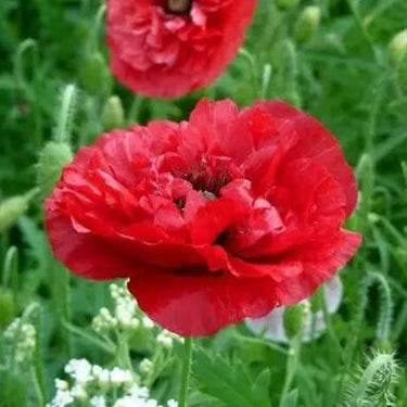 Papaver Rhoeas Seeds-Double Poppy