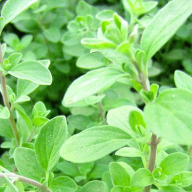 Marjoram, Sweet
