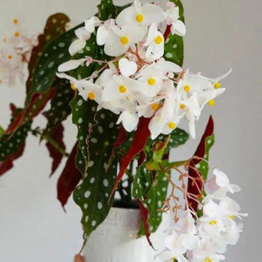 Begonia dregei