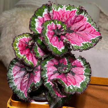 Begonia rex