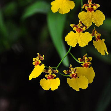 Orchid-Oncidium Sphacelatum