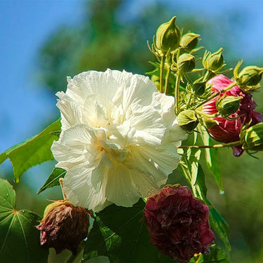 Hibiscus Seeds-Double-petal White Hibiscus