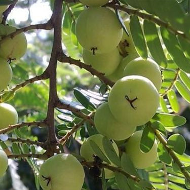Indian Gooseberry