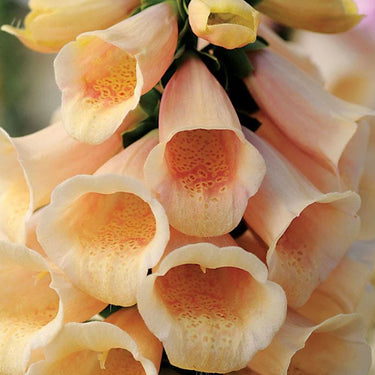 Foxglove Seeds Dalmatian Peach Foxglove