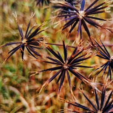 Beggarticks