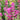 Agastache, Rosie Posie