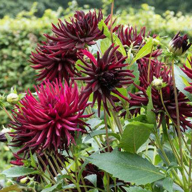 Dahlia Seeds-CactusSemi-cactus