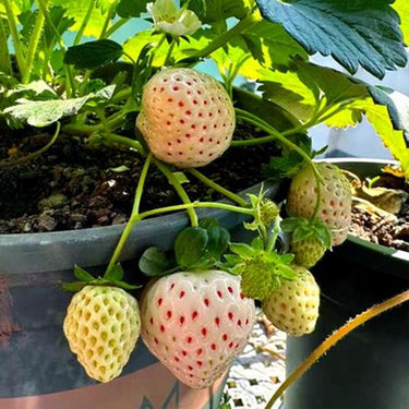 Rare Milk Strawberry Seeds