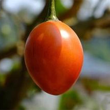 Tree Tomato