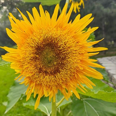 Sunflower Seeds-Bachido