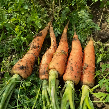 Carrot Seeds
