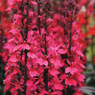 Starship Deep Rose Lobelia Seeds