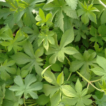 Hop Clover  Japanese Hop