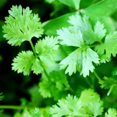 Cilantro (Coriander)