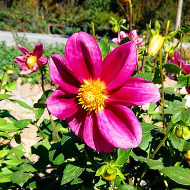 Dahlia Seeds-Single