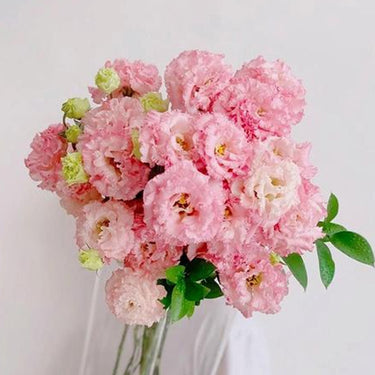 Lisianthus Seeds-Voyage 2 Pink