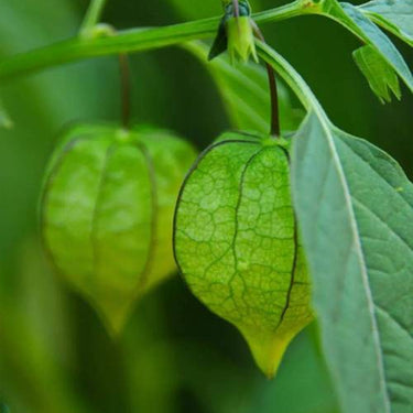 Perennial Cape Gooseberry – Physalis Peruviana Goldenberry Fruit Plant