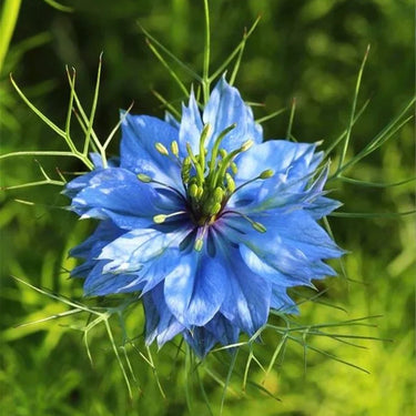 Blue-purple Nigella Seeds