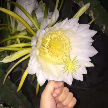 Hylocereus Undatus